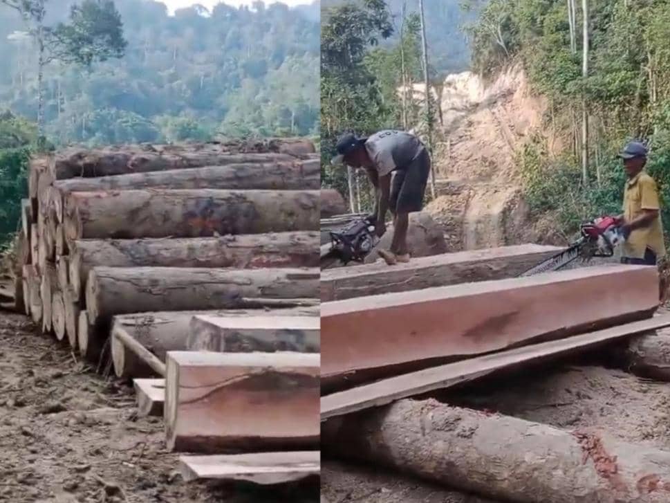 Viral Dugaan Pembalakan Liar di Hutan Pesibar, Ini Respons Kapolda