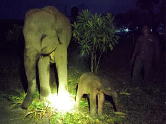 Penampakan Yulia dan anak pertamanya baru lahir di kawasan hutan Taman Nasional Way Kambas (TNWK), Lampung Timur.