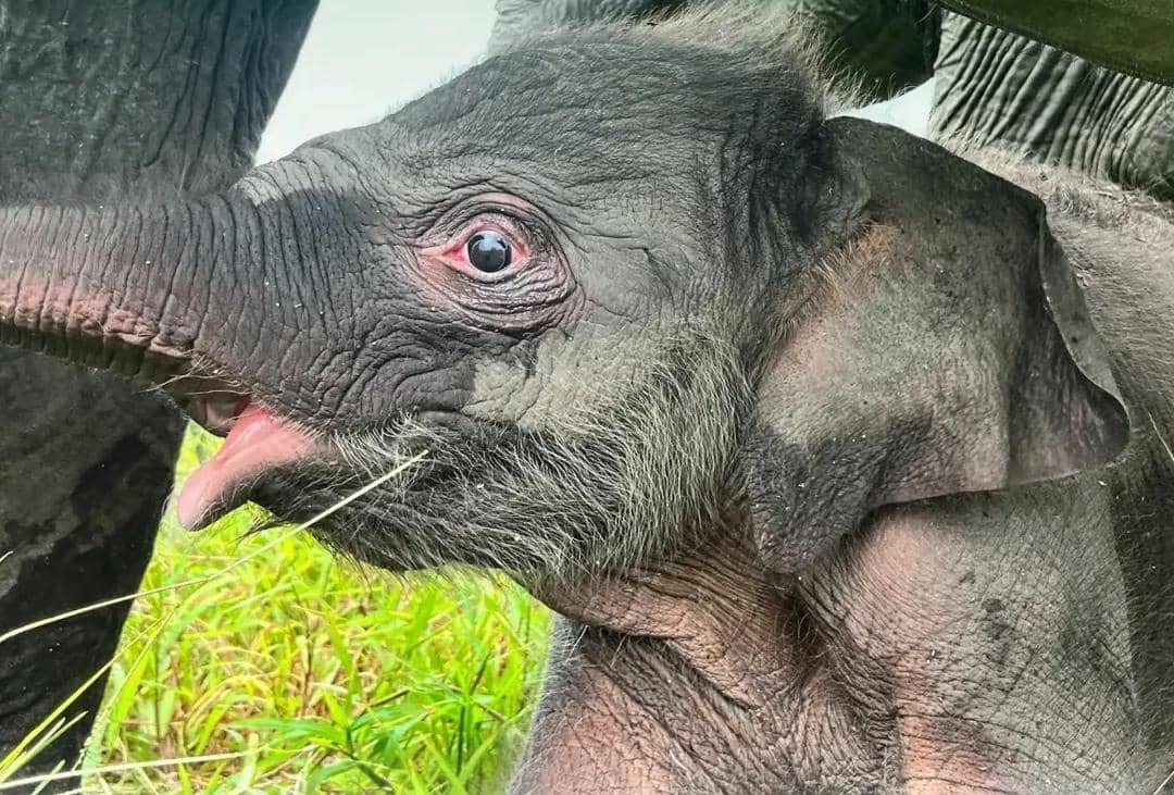 Anak gajah baru lahir di PKG Padang Sugihan diberi nama Rohmah.