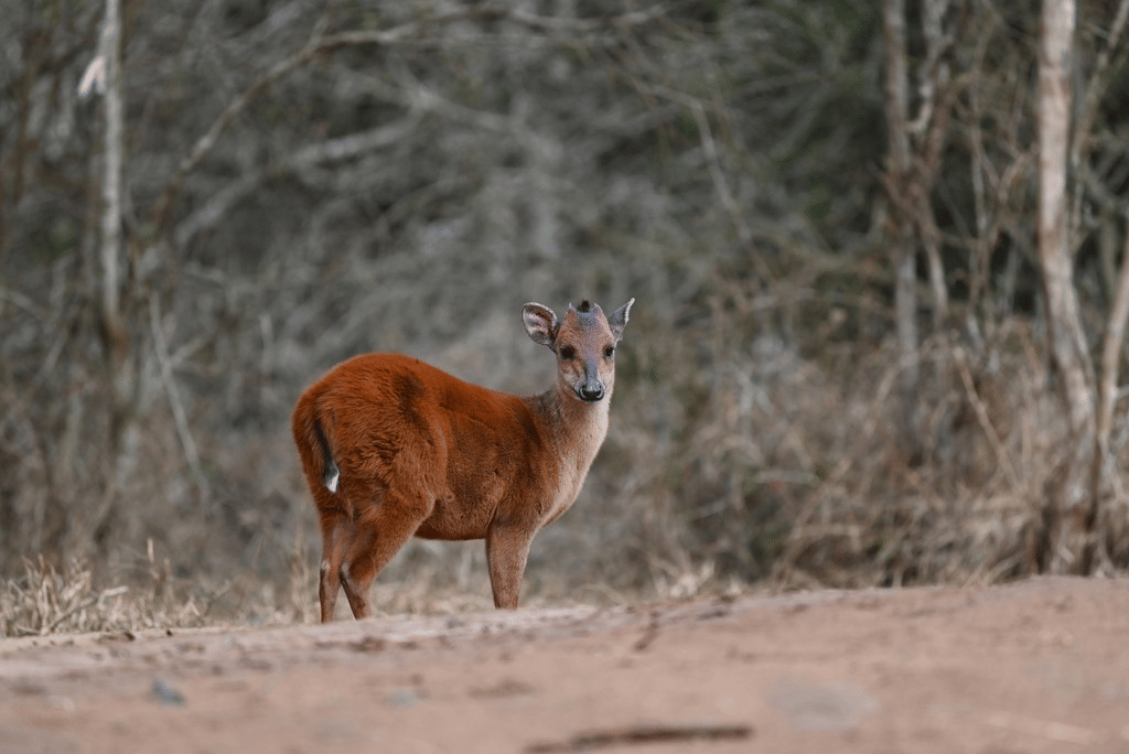 duiker hutan merah
