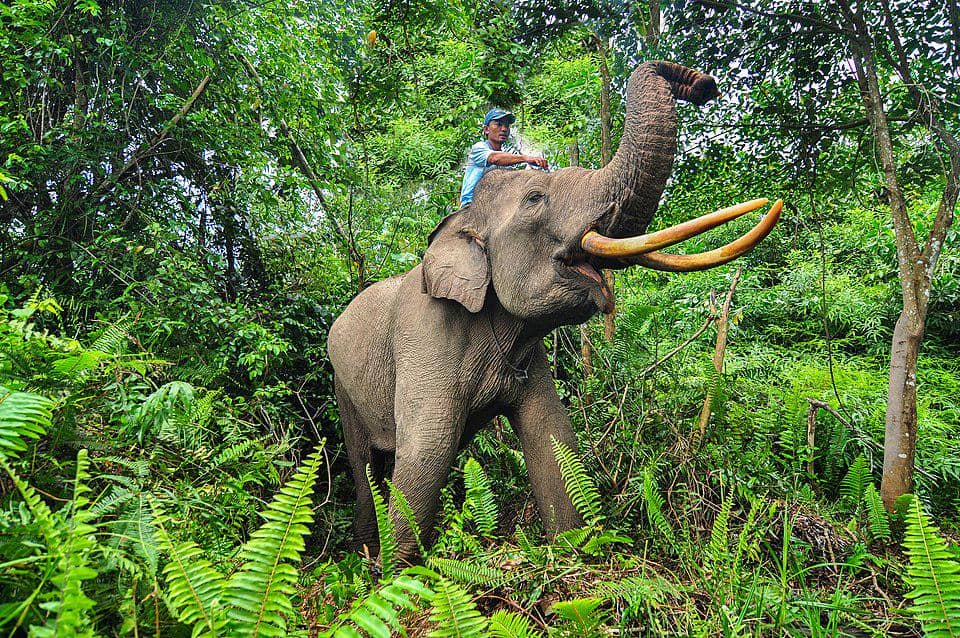 seorang pawang dan gajah sumatra jantan mengelilingi Taman Nasional Tesso Nilo