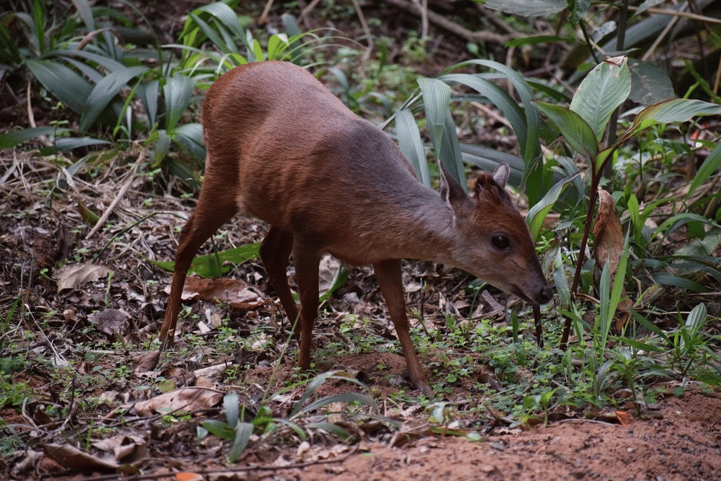 duiker hutan merah