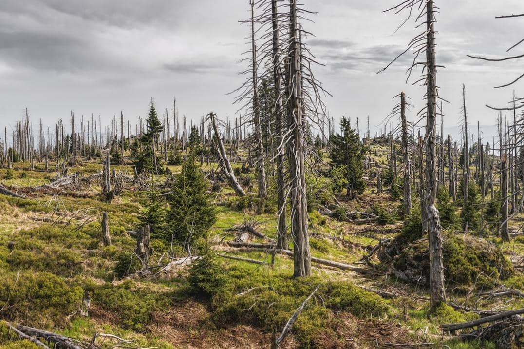 ilustrasi penggundulan hutan