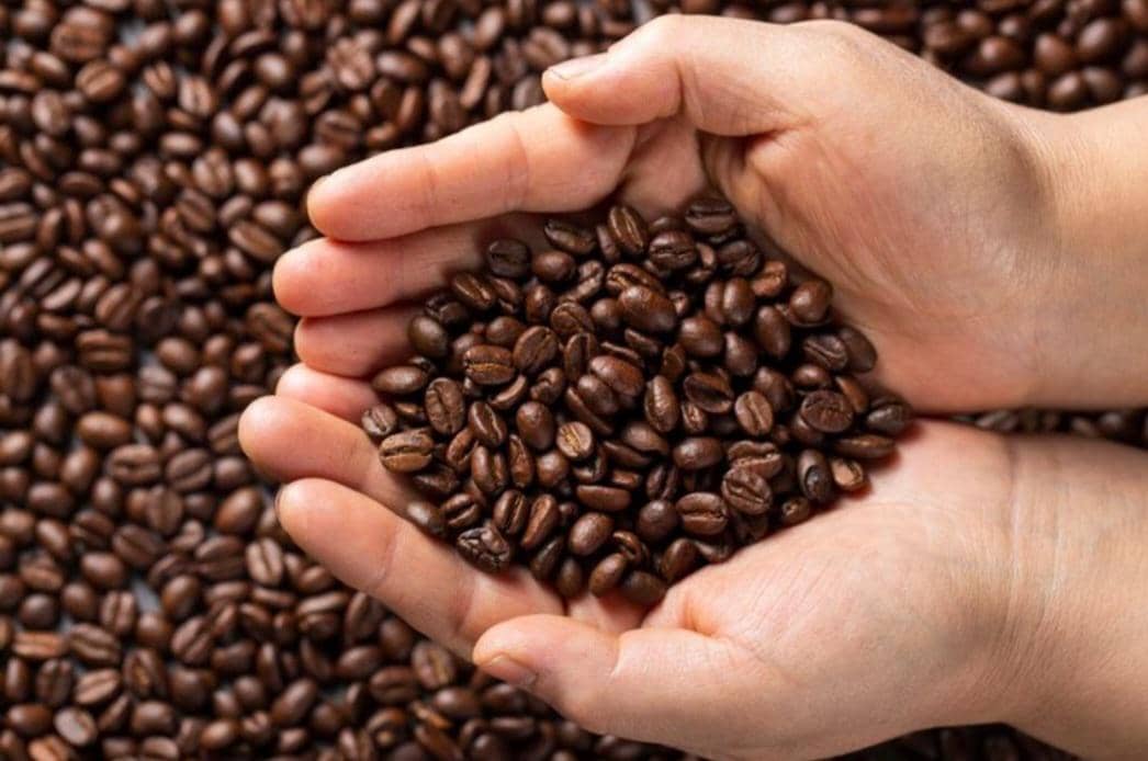 Tangan menggenggam biji kopi panggang berwarna cokelat gelap dengan latar belakang penuh biji kopi serupa.