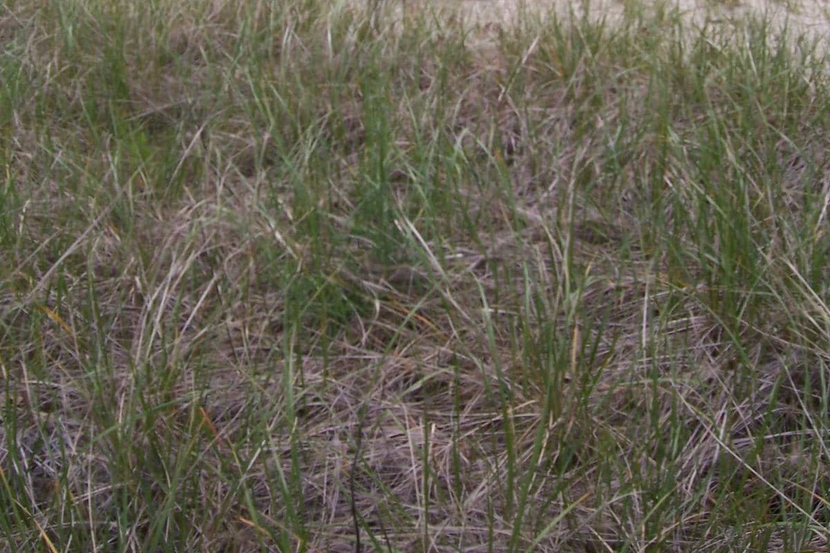 ilustrasi rumput Amerika