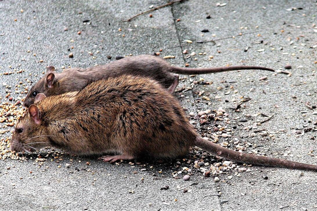 ilustrasi tikus pembawa wabah penyakit