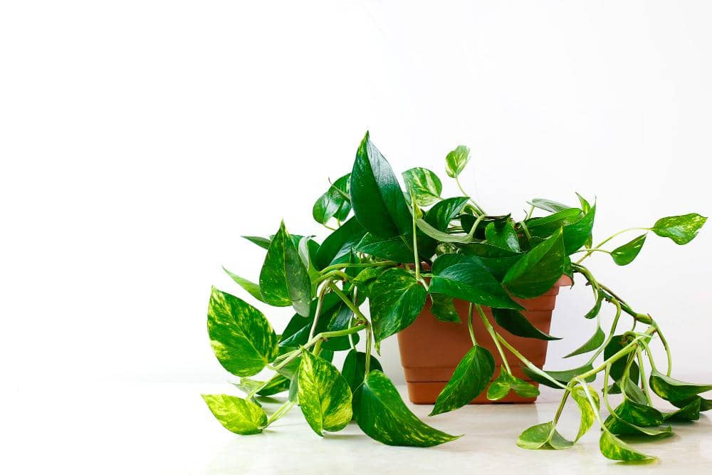 Pothos atau epipremnum aureum.