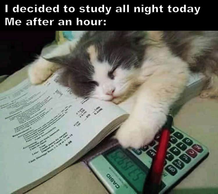 meme kucing tentang belajar