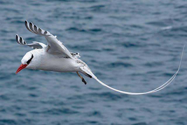 potret burung red-billed tropicbird