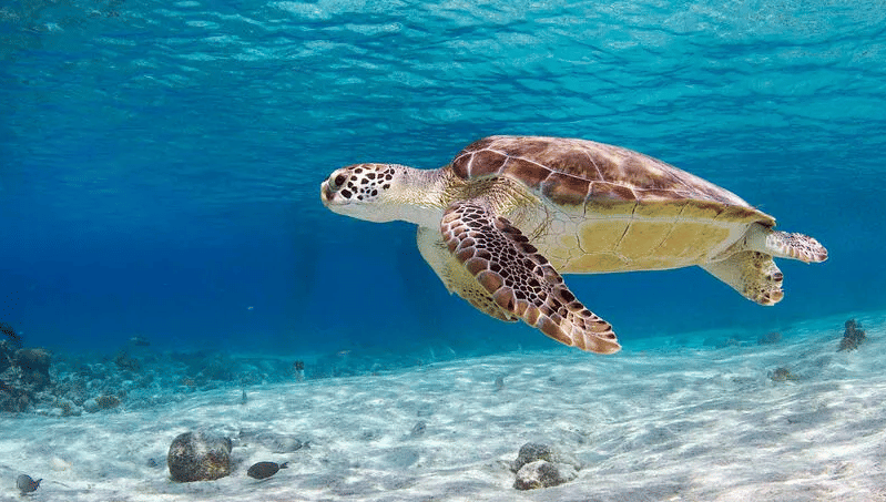 https://www.worldwildlife.org/species/sea-turtle/