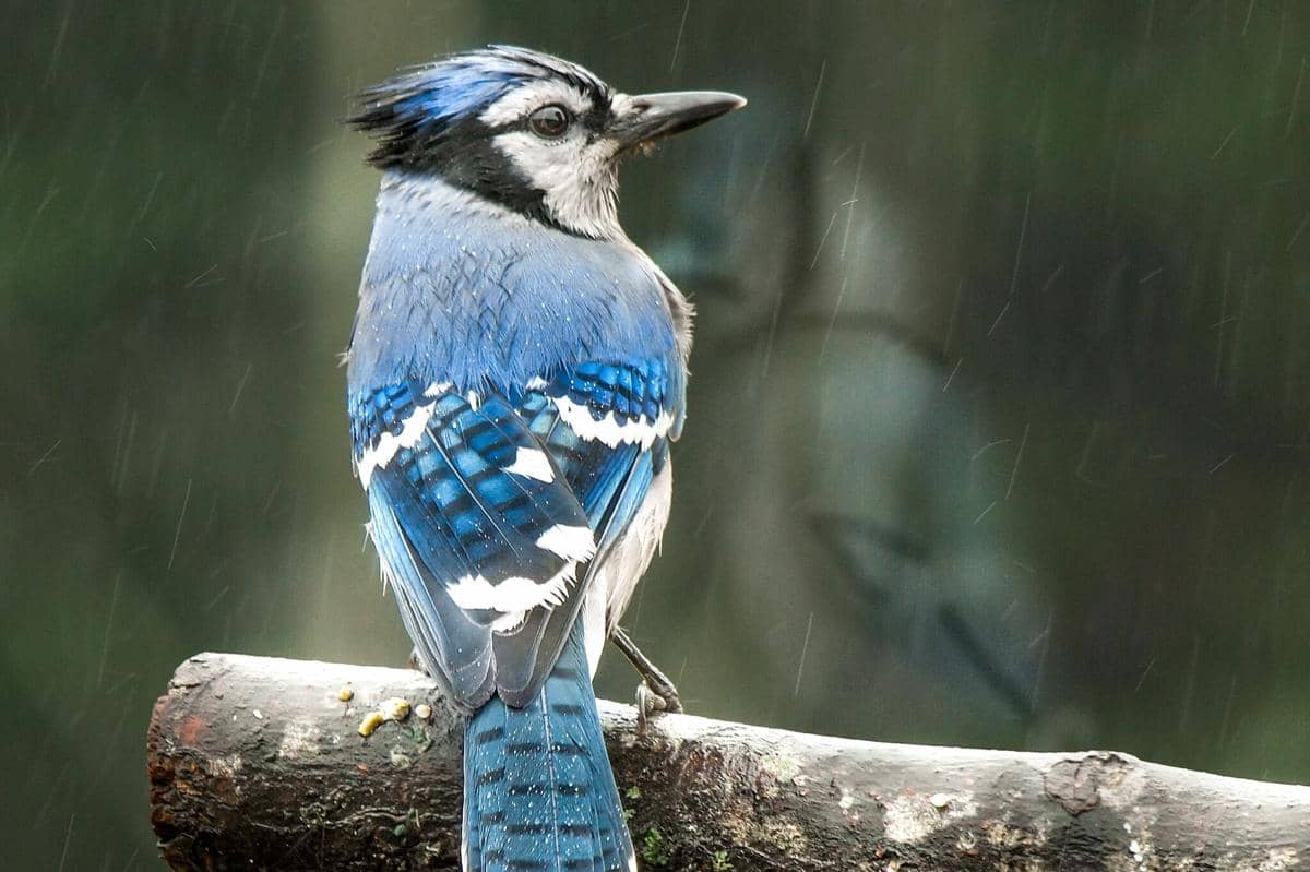 Blue jay