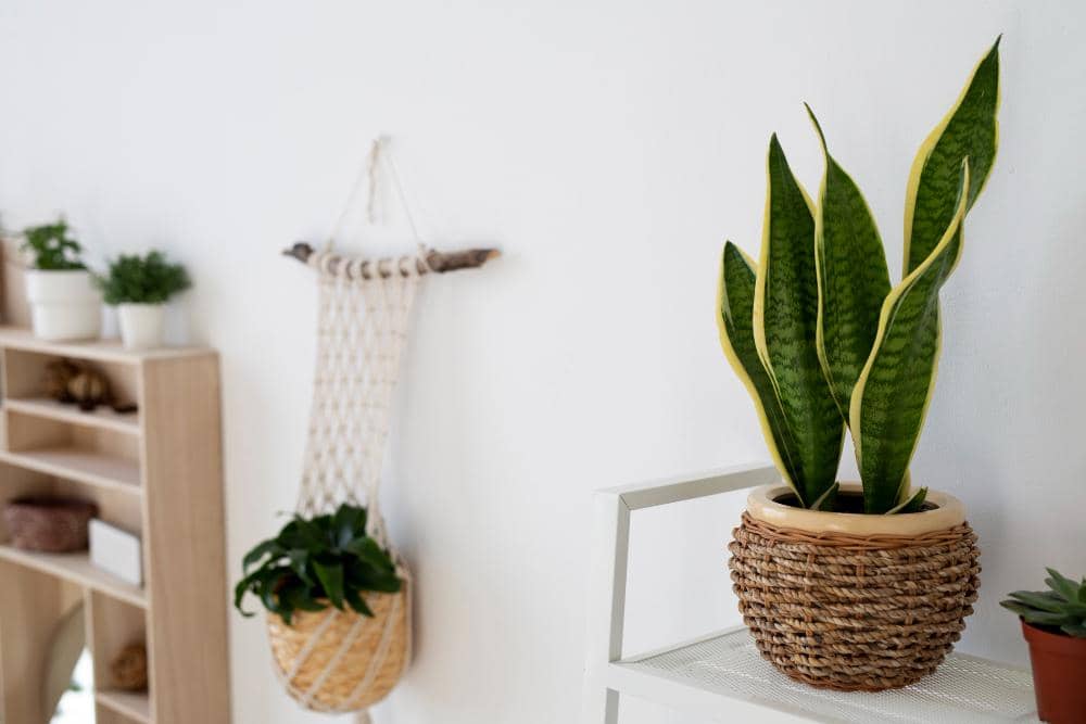 Sansevieria.