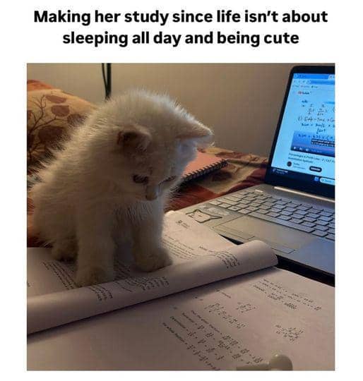 meme kucing tentang belajar