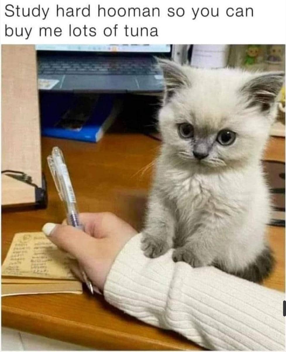 meme kucing tentang belajar