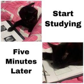 meme kucing tentang belajar