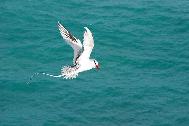 potret burung red-billed tropicbird