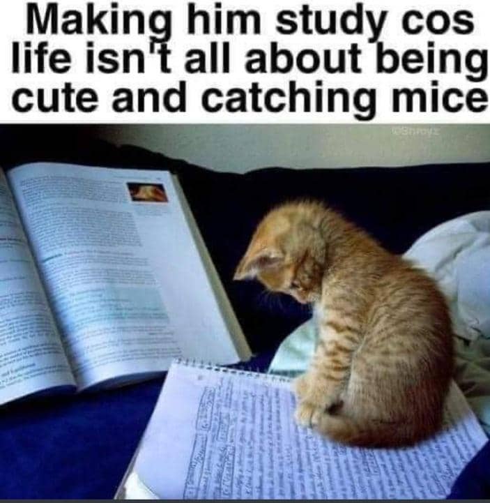 meme kucing tentang belajar
