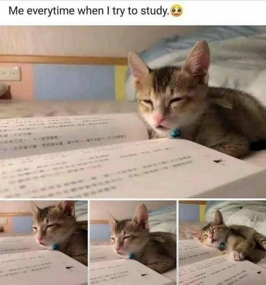 meme kucing tentang belajar