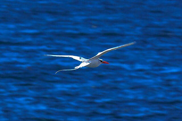 potret burung red-billed tropicbird