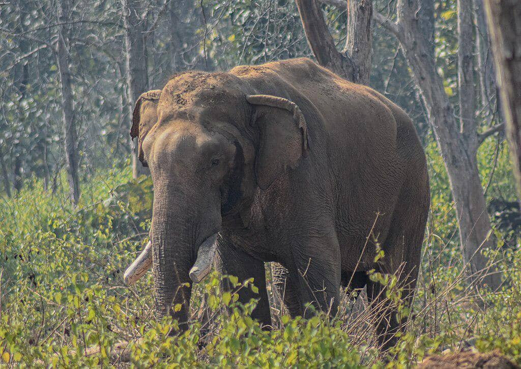 Gajah sri lanka