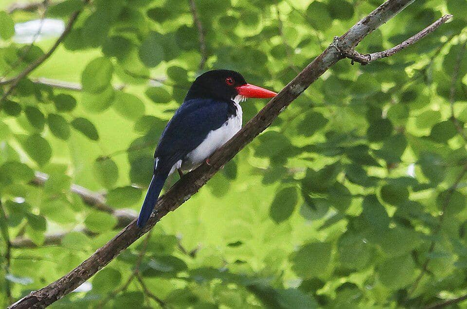 Status konservasi cekakak tunggir putih sebenarnya masih aman, tapi bukan berarti tanpa ancaman.