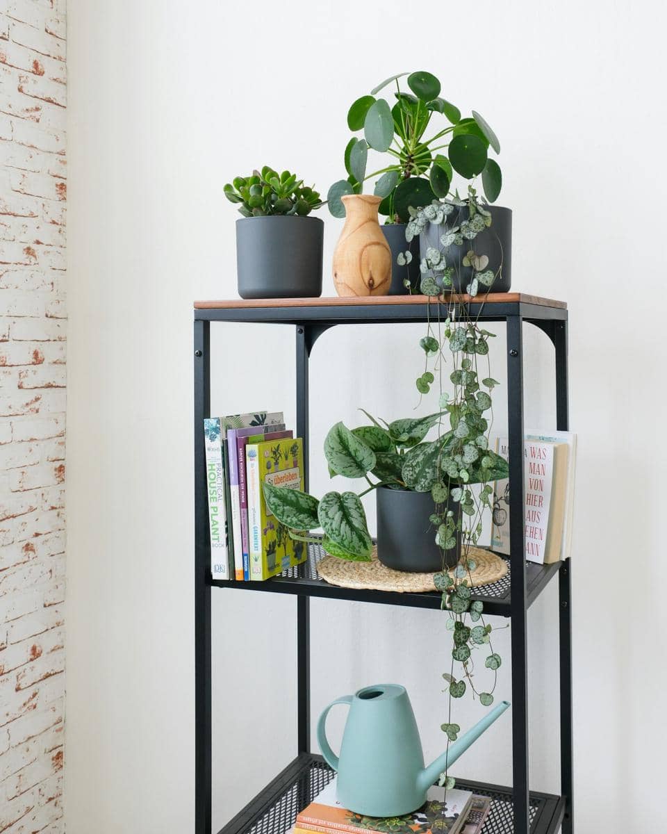 Menambahkan tanaman menjuntai di tepi rak