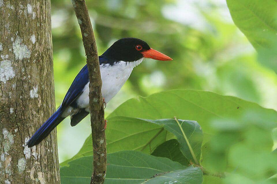 cekakak tunggir putih mengawasi wilayah sekitar