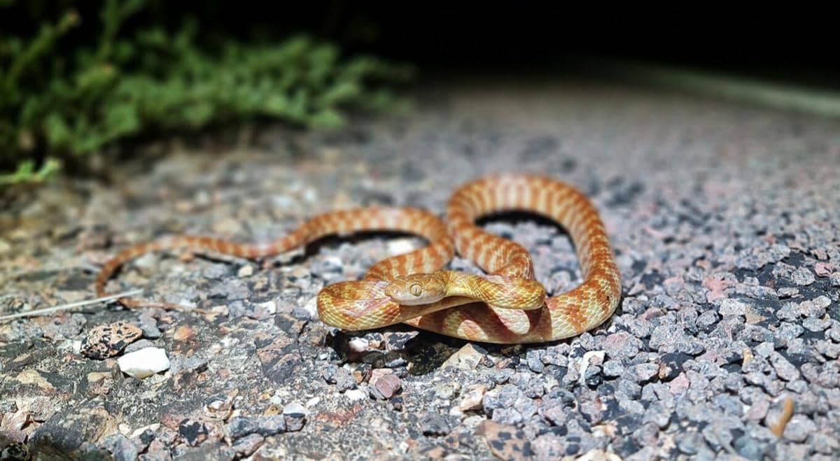 Brown tree snake