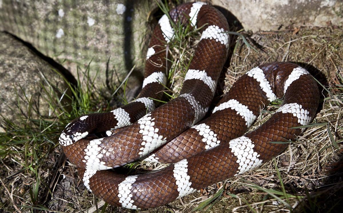 California kingsnake
