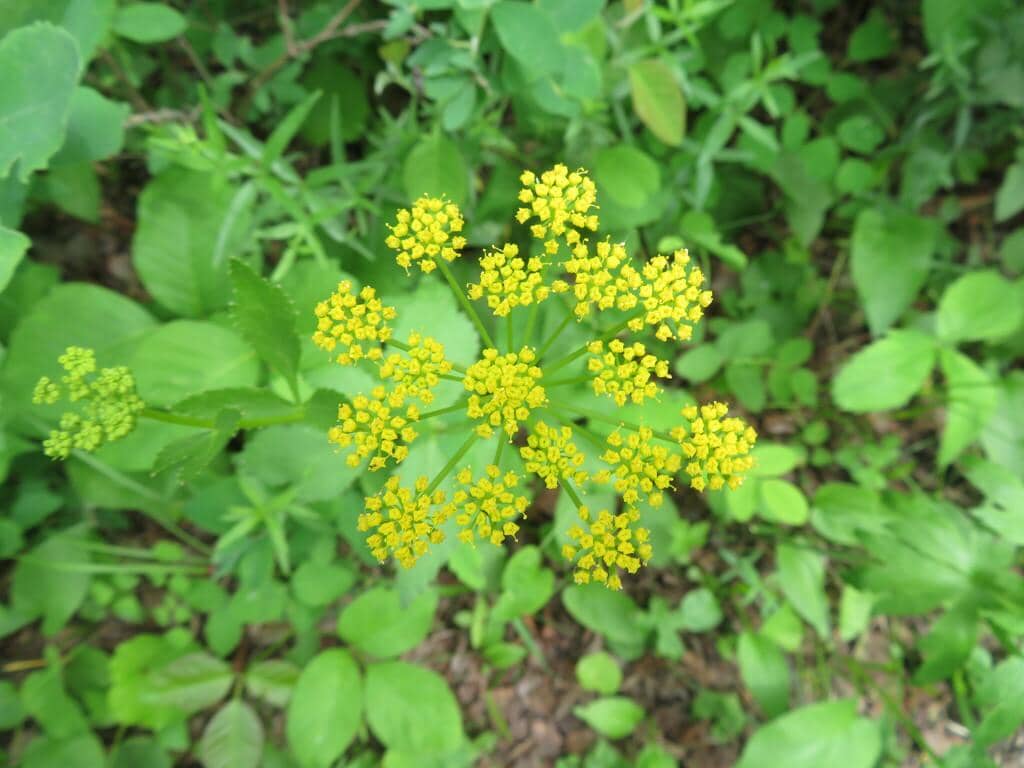 Heart-leaf Golden Alexanders
