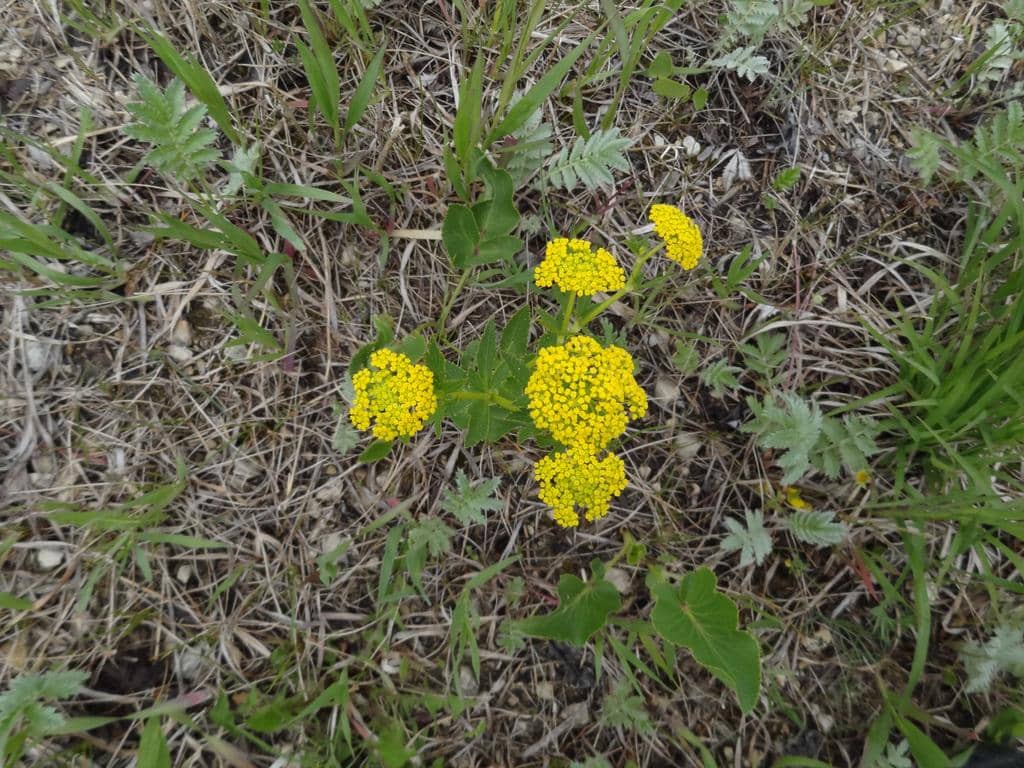 Heart-leaf Golden Alexanders