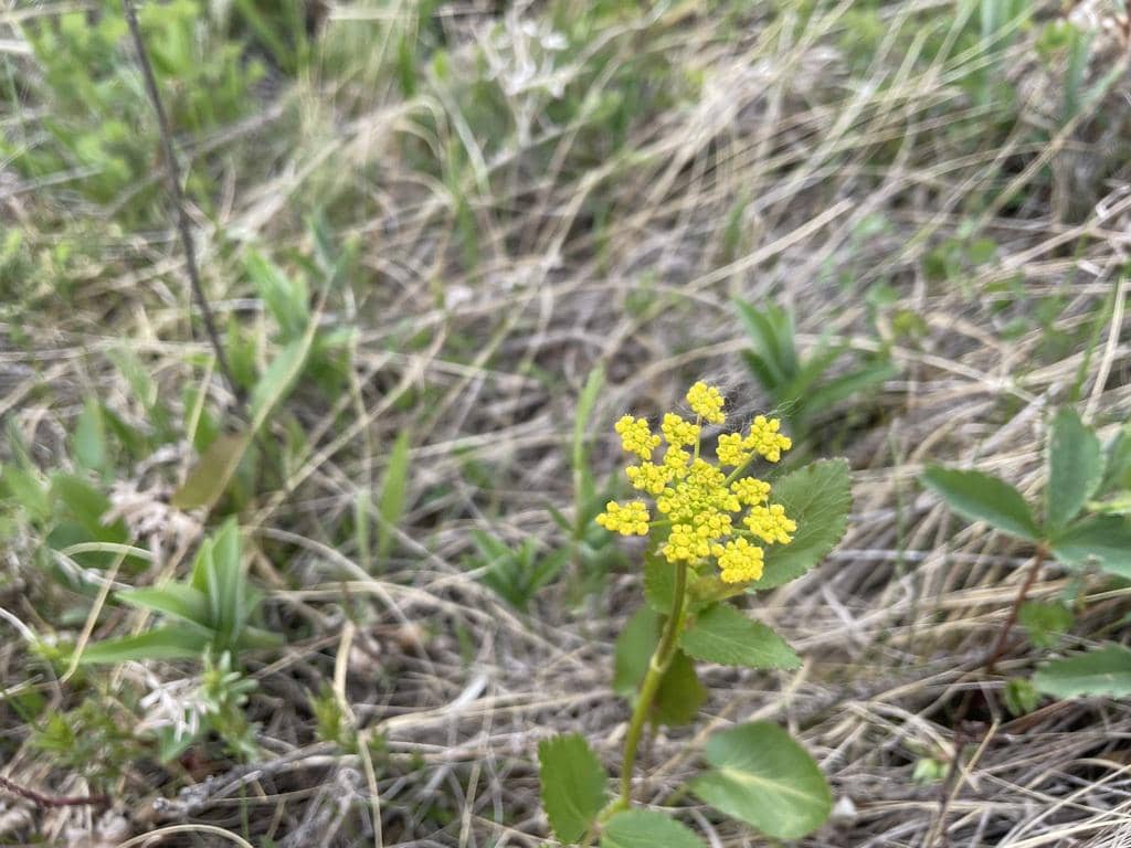Heart-leaf Golden Alexanders