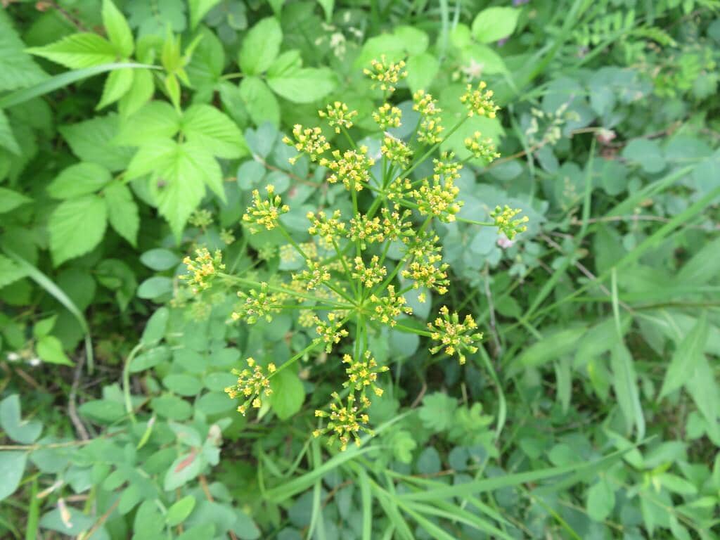 Heart-leaf Golden Alexanders