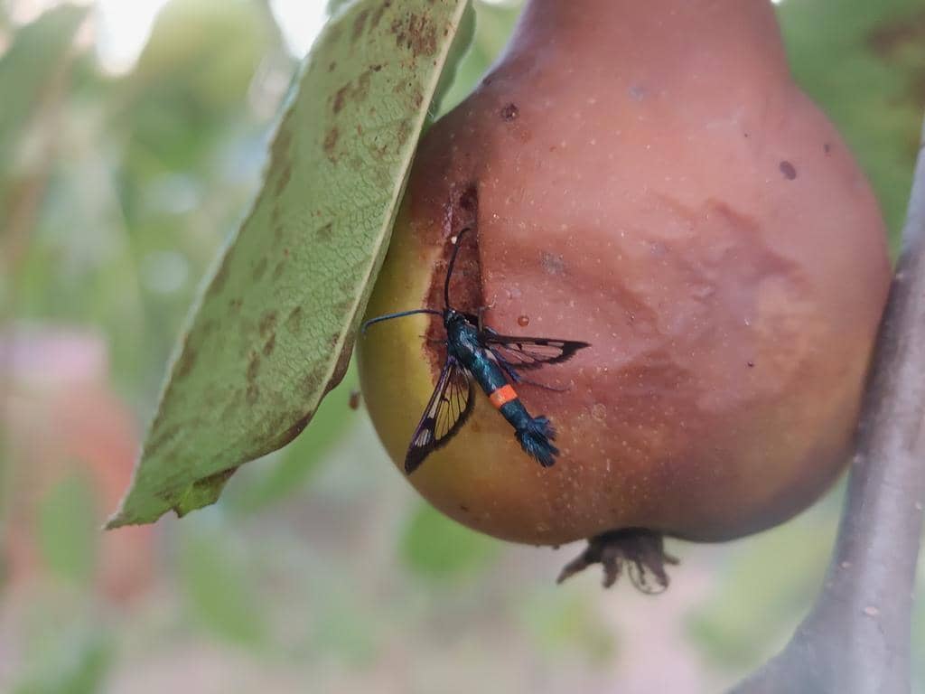 Synanthedon myopaeformis