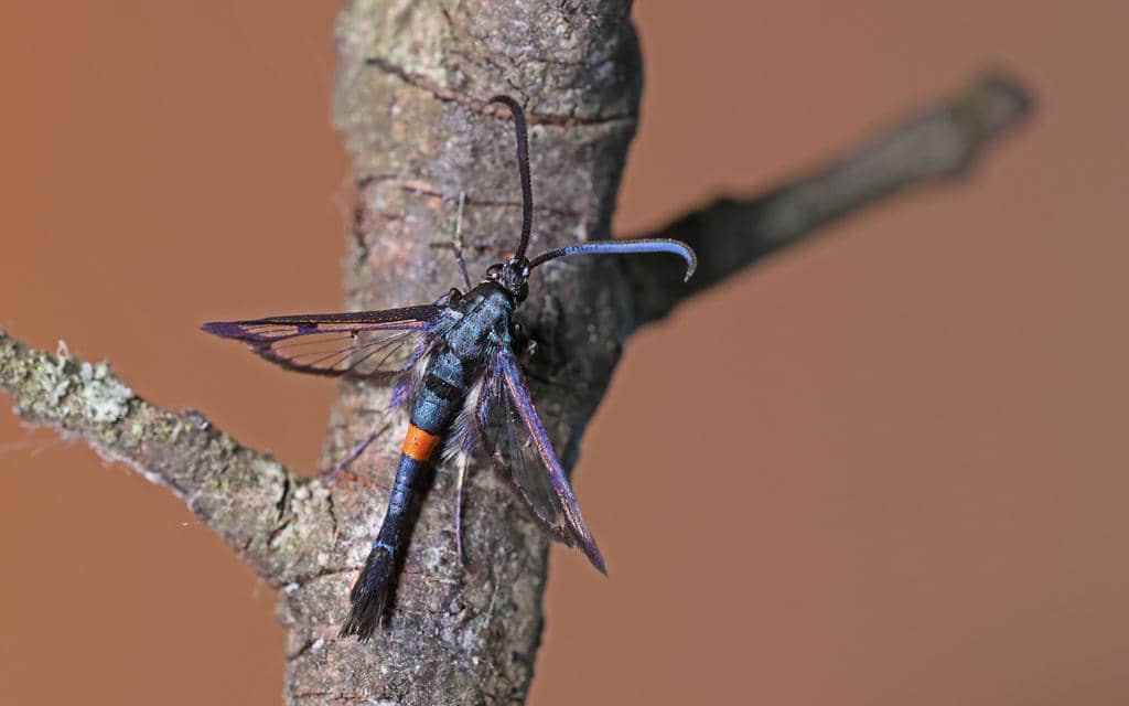 Synanthedon myopaeformis