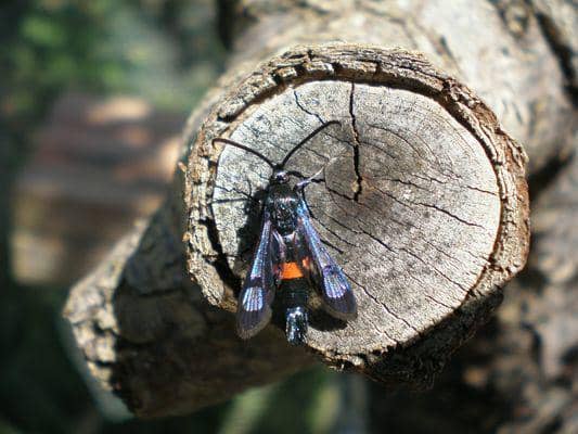 Synanthedon myopaeformis