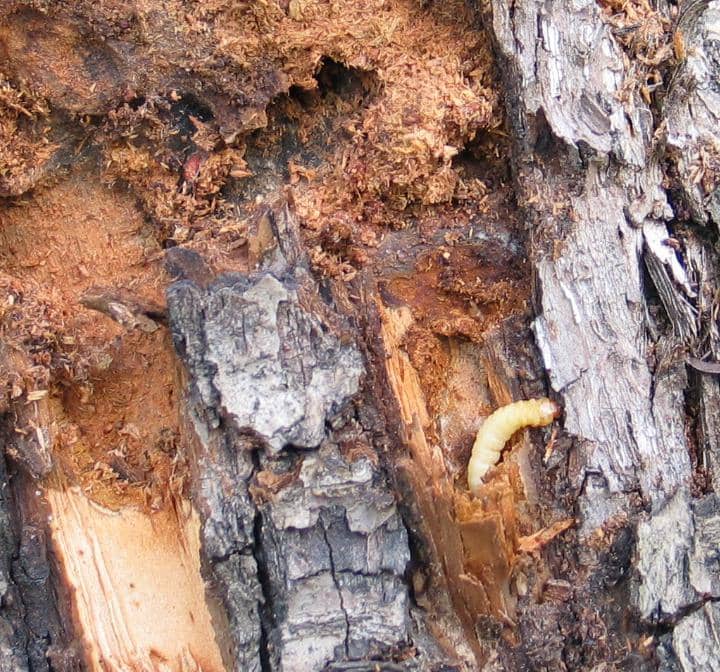 Synanthedon myopaeformis