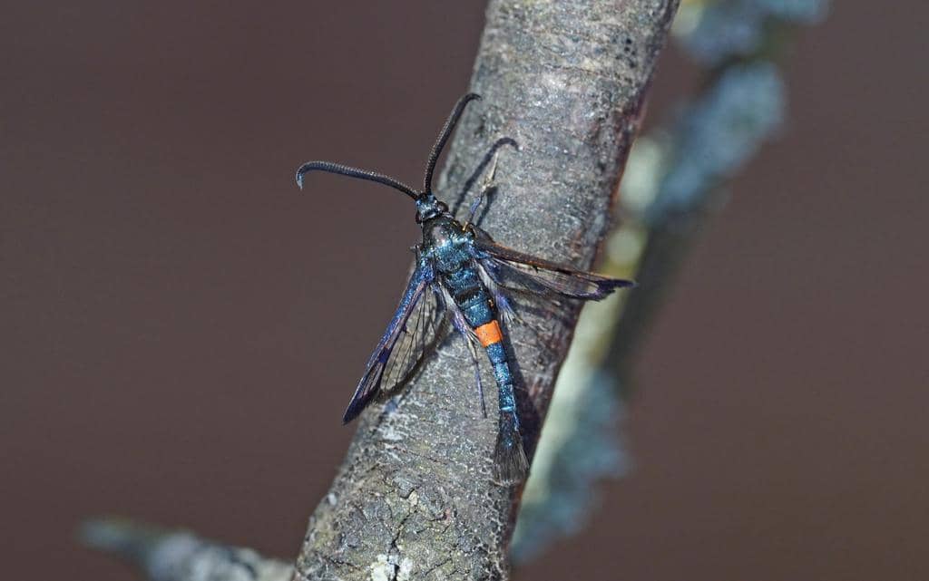 Synanthedon myopaeformis