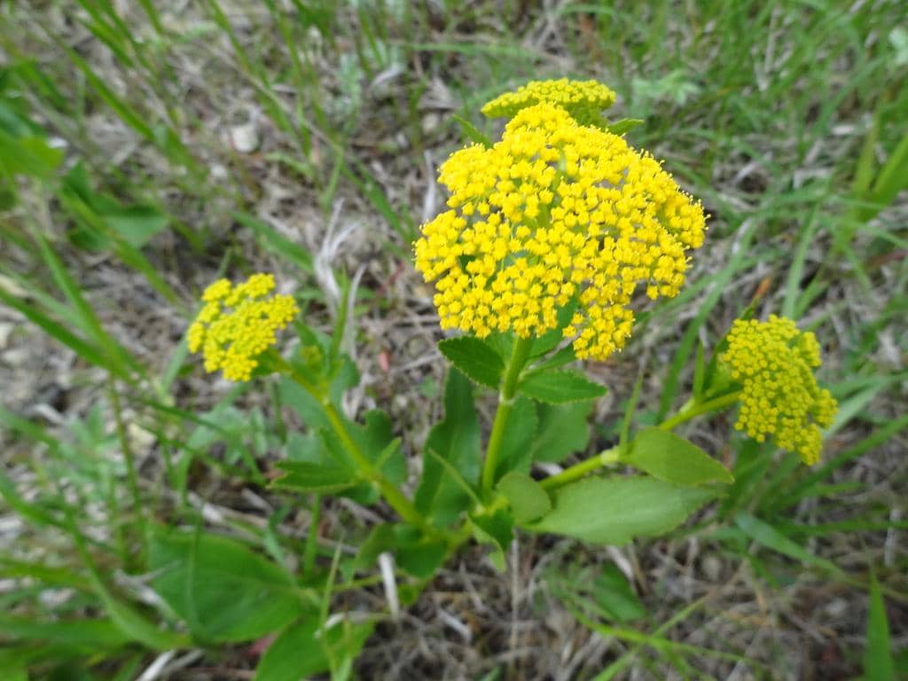 Heart-leaf Golden Alexanders