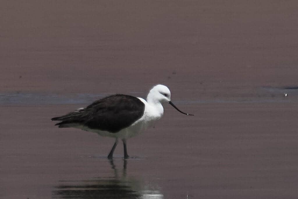 Recurvirostra andina