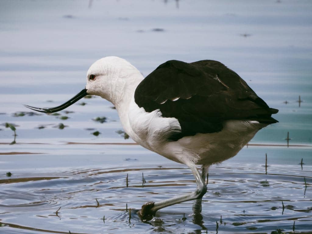 Recurvirostra andina