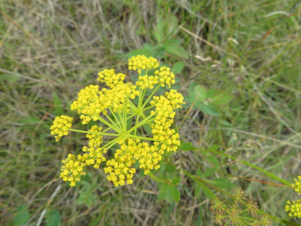 Heart-leaf Golden Alexanders