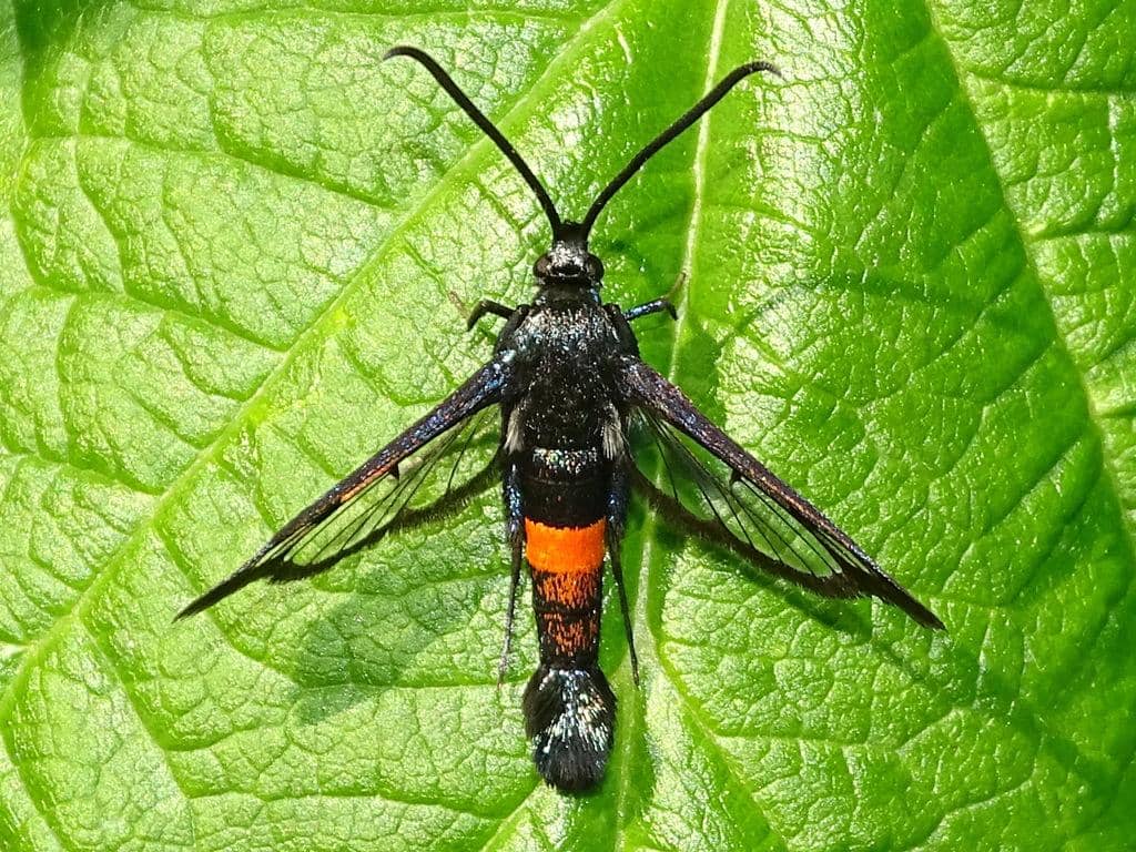 Synanthedon myopaeformis