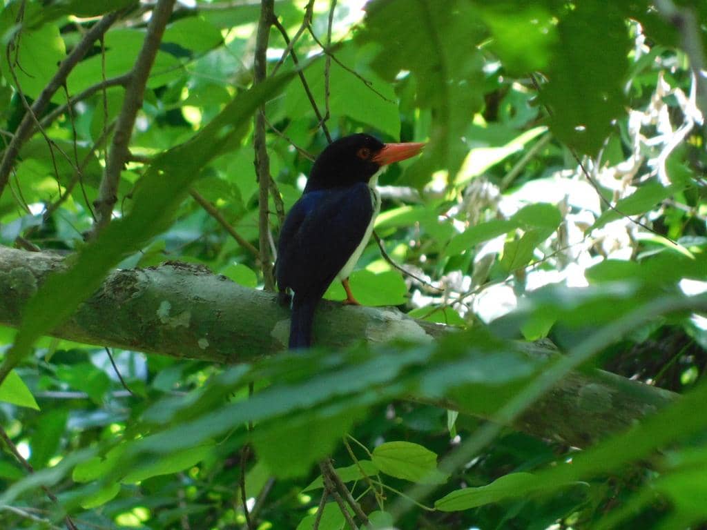 Cekakak tunggir putih termasuk hewan monogami, tapi hanya dalam satu musim kawin.