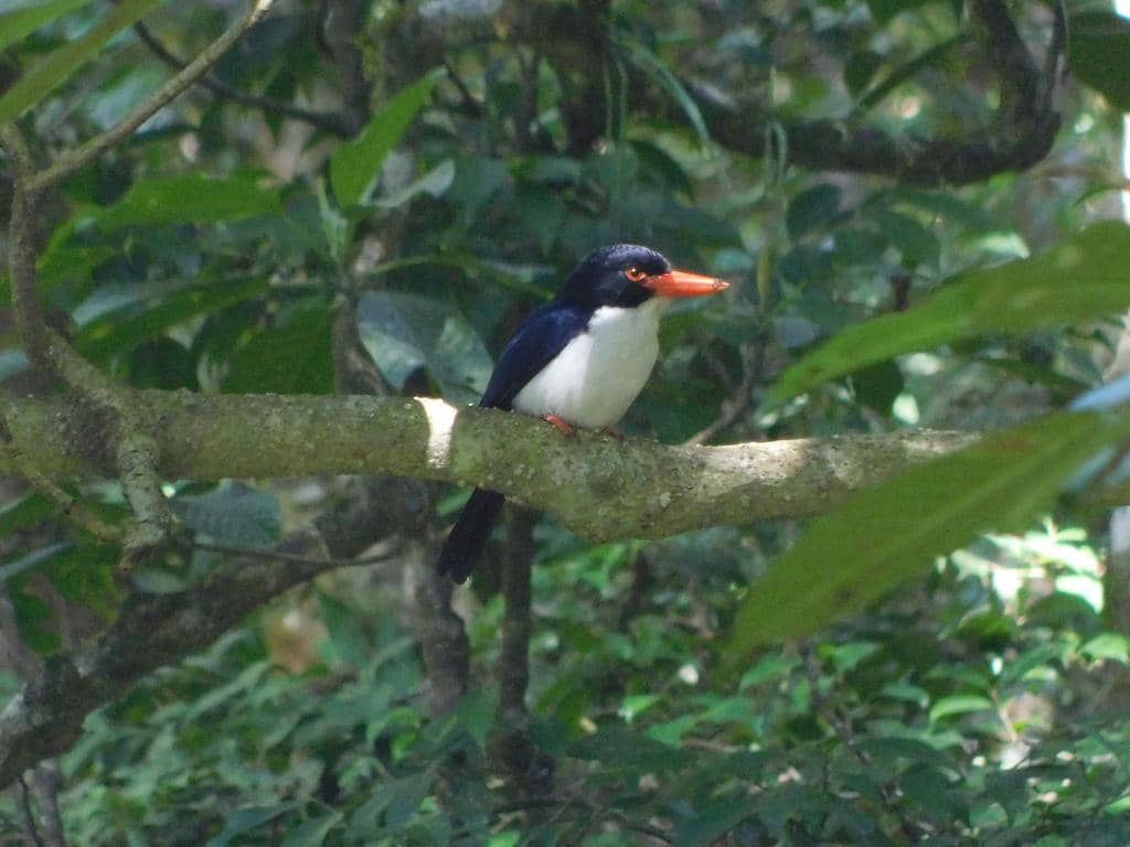 cekakak tunggir putih bertengger di pohon