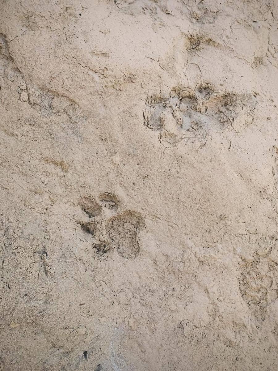 unggahan Malavika Mohanan