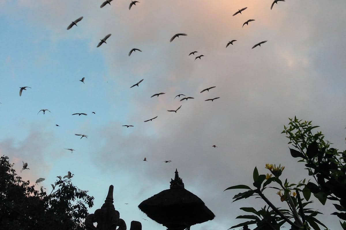 burung kokokan di Desa Petulu