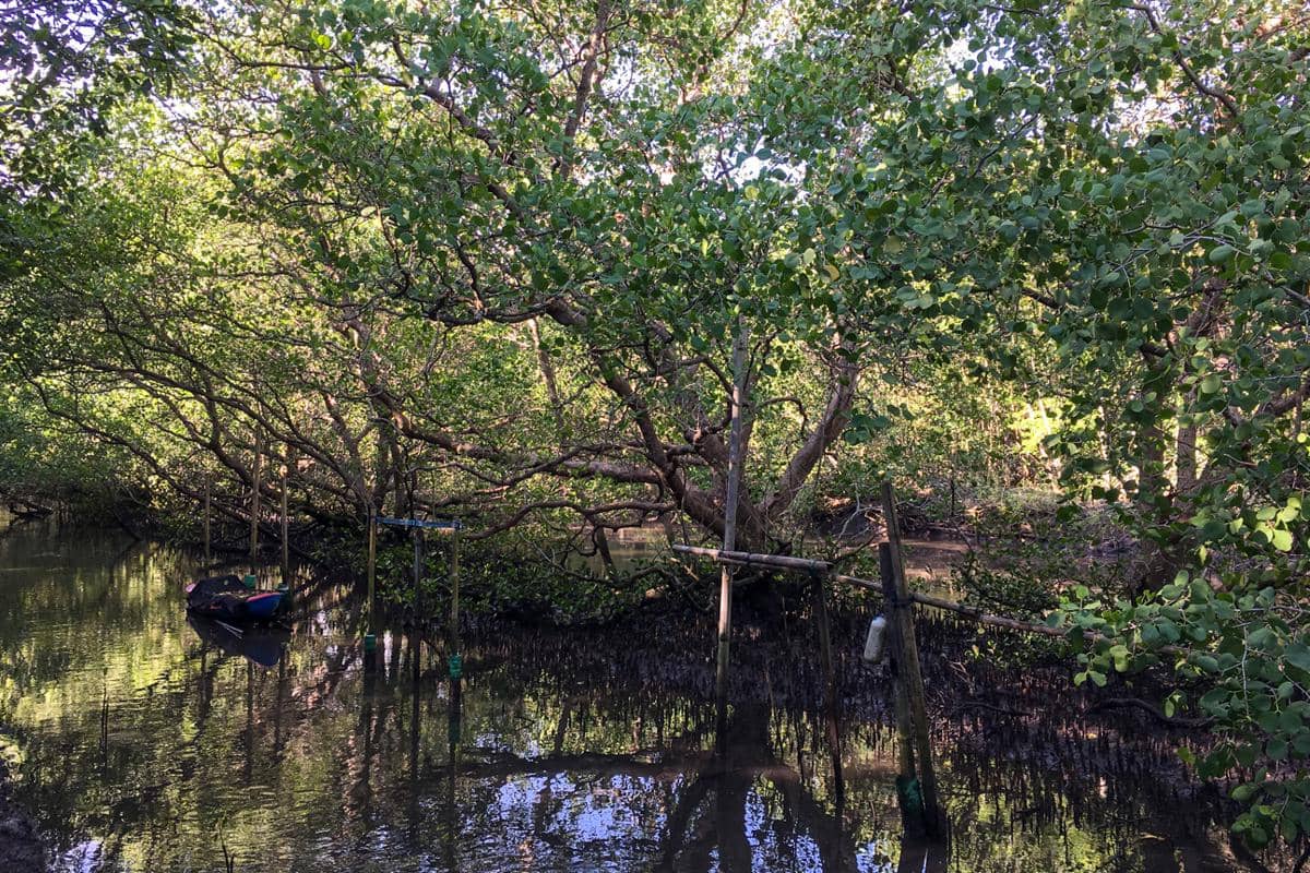 hutan mangrove di Denpasar