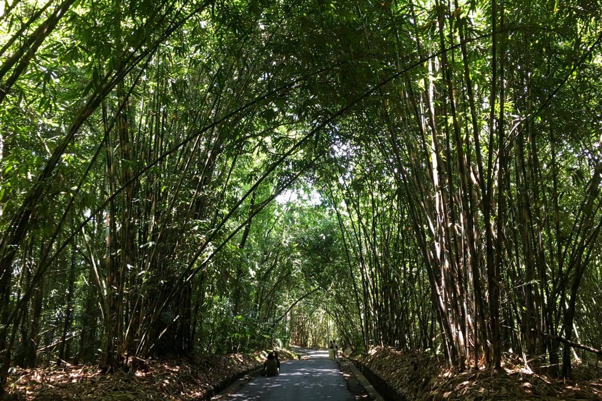Hutan Bambu Desa Penglipuran