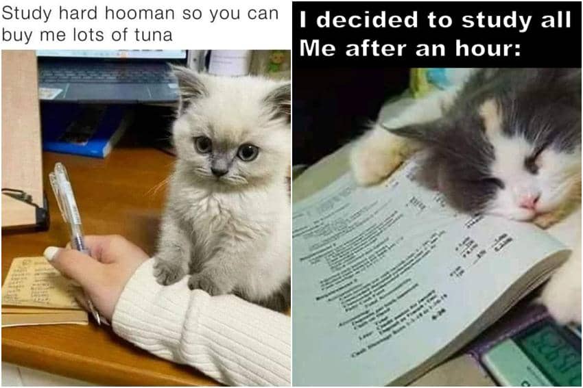 kolase meme kucing tentang belajar